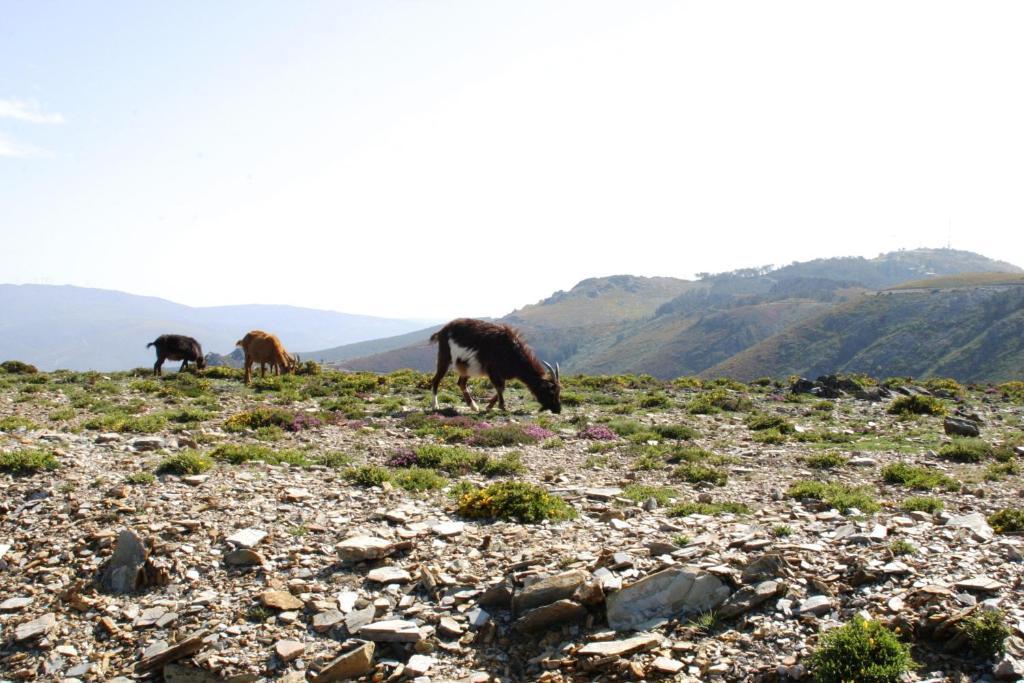 Готель Quinta Dos 4 Lagares Serrazes Екстер'єр фото